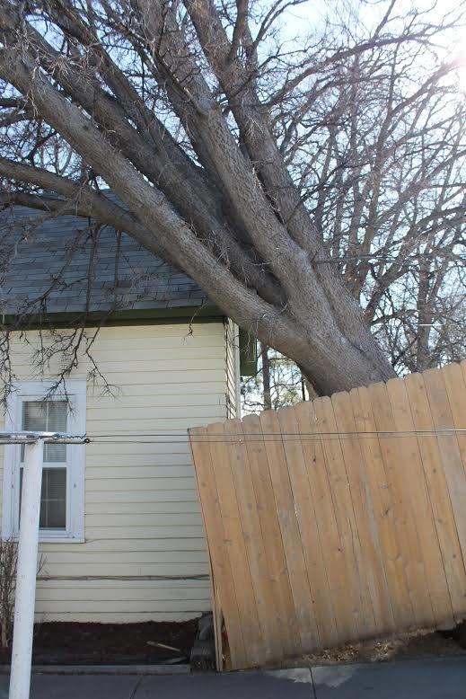 Tree Monkeys, LLC Image