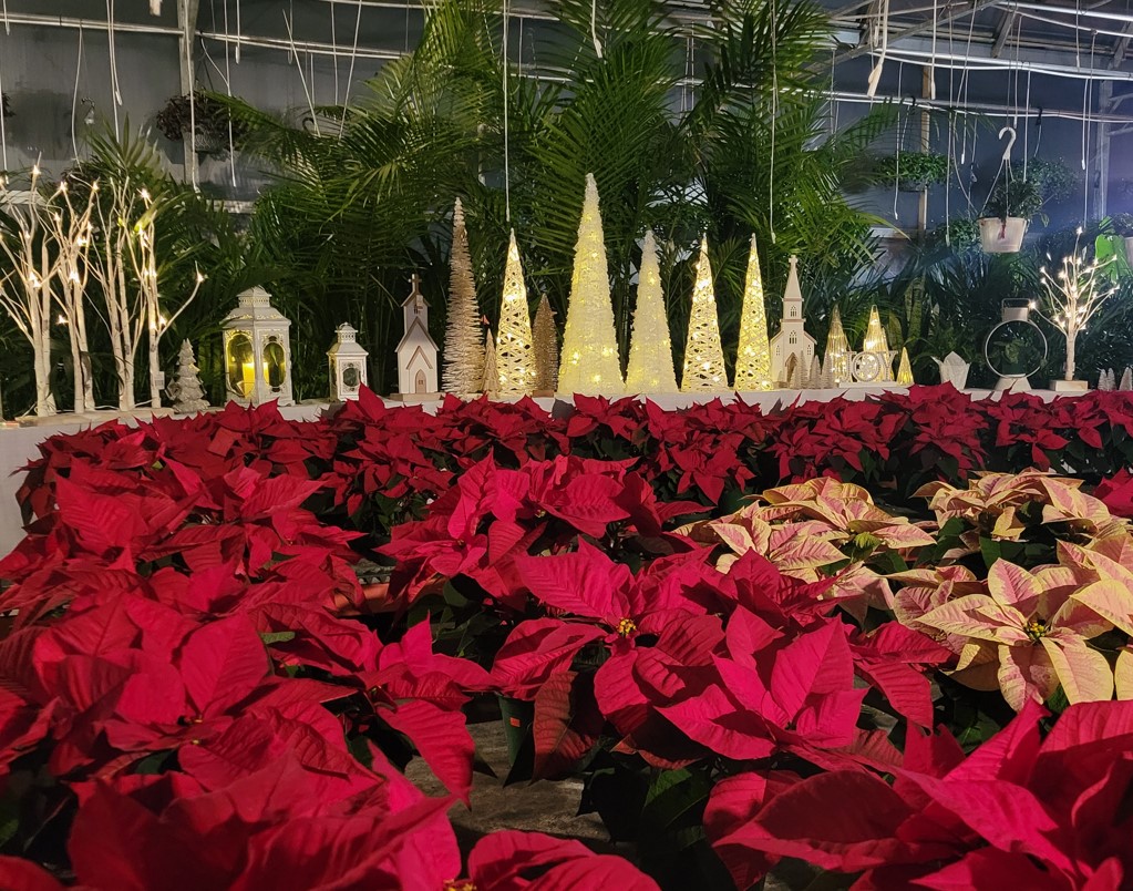 Sunny Spot Nursery Image