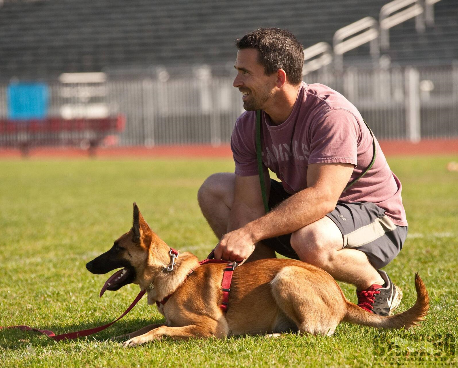 Nate Schoemer Dog Training Image