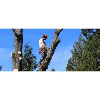 Natchely Tree Services Logo