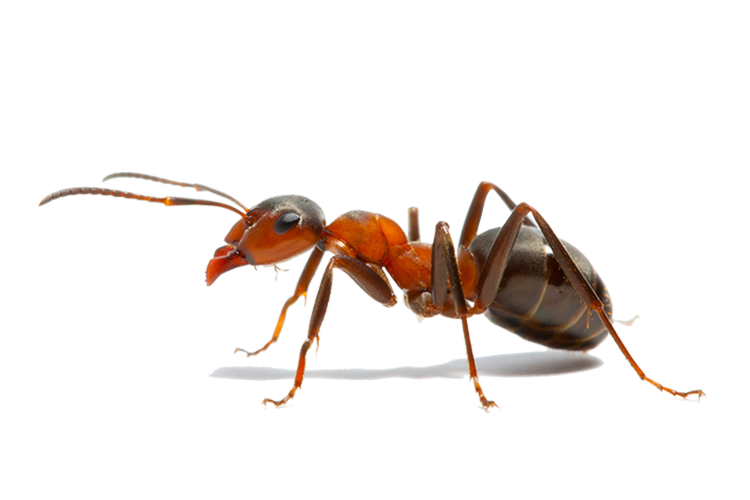 Guardian Termite & Pest Control, LLC Photo