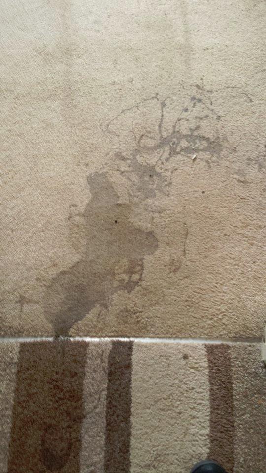 Carpet Cleaning Before
