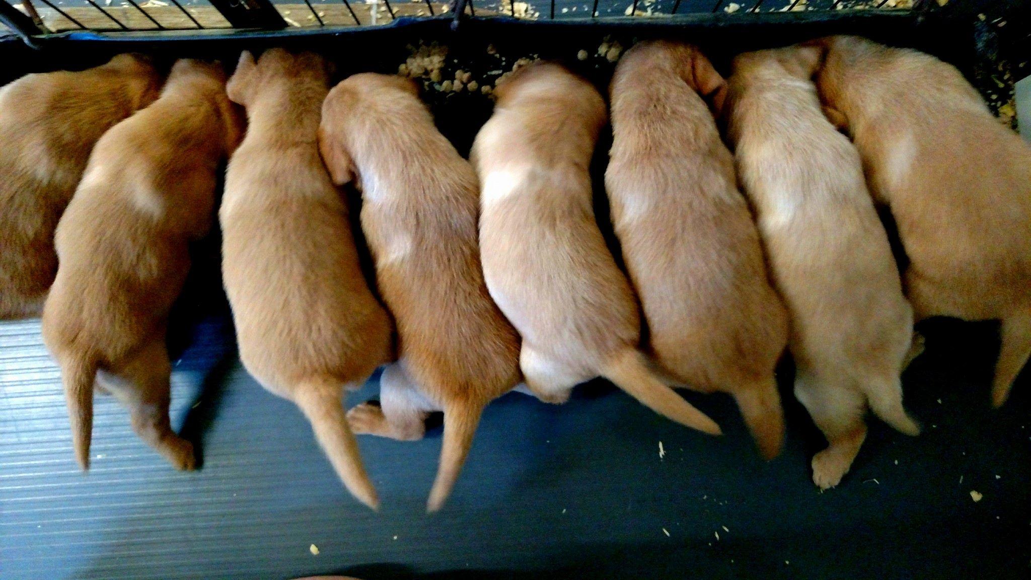 Blackfork Labradors Logo