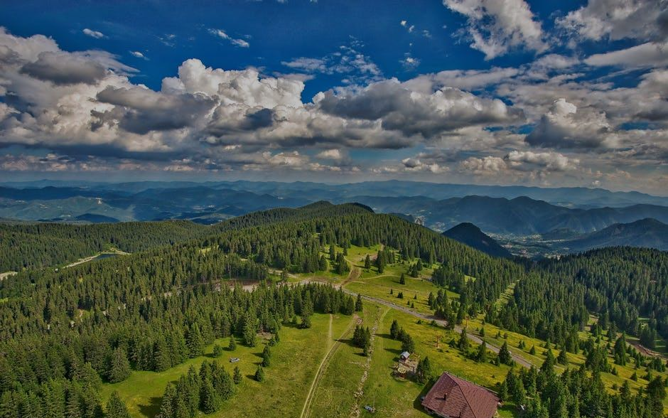 Green Forest Marketing Image