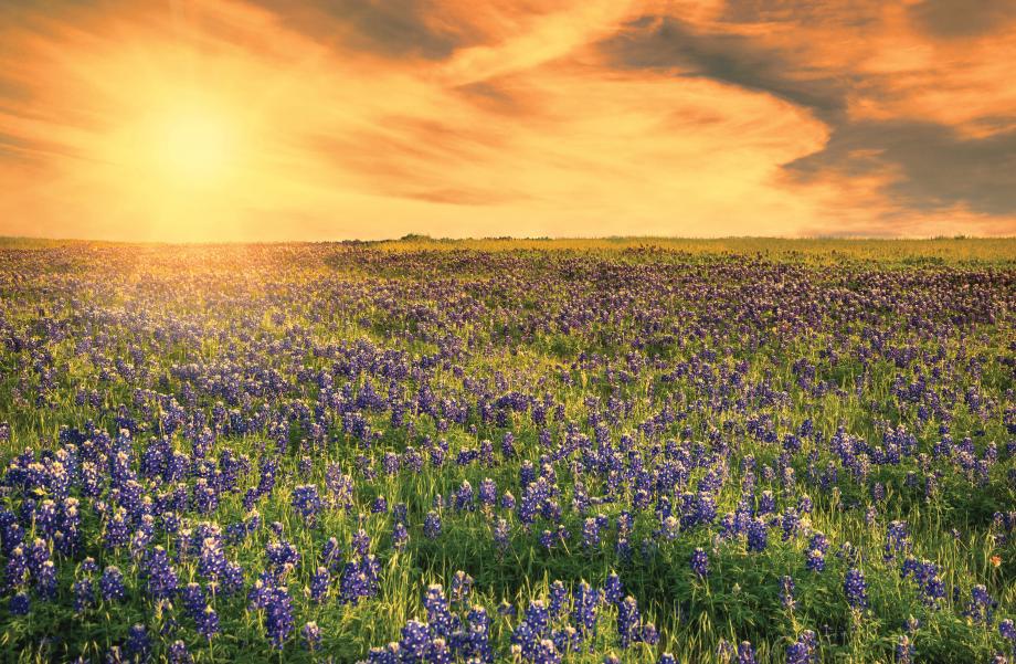 Opportunities for portraits in the fields of wildflowers