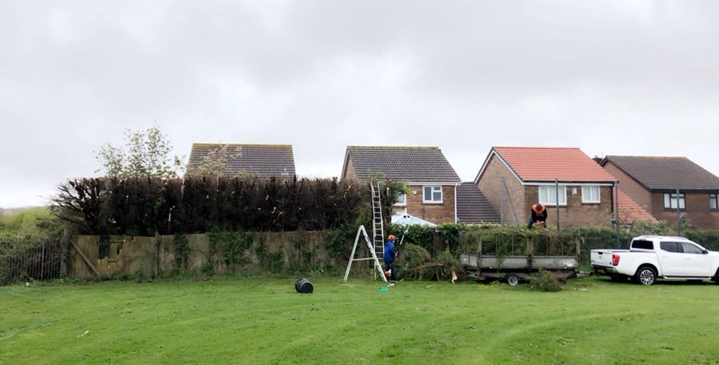 Images County Tree Services
