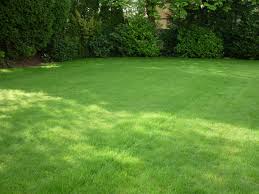 OCD Lawn Care Image