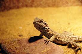 Bearded Dragon Food