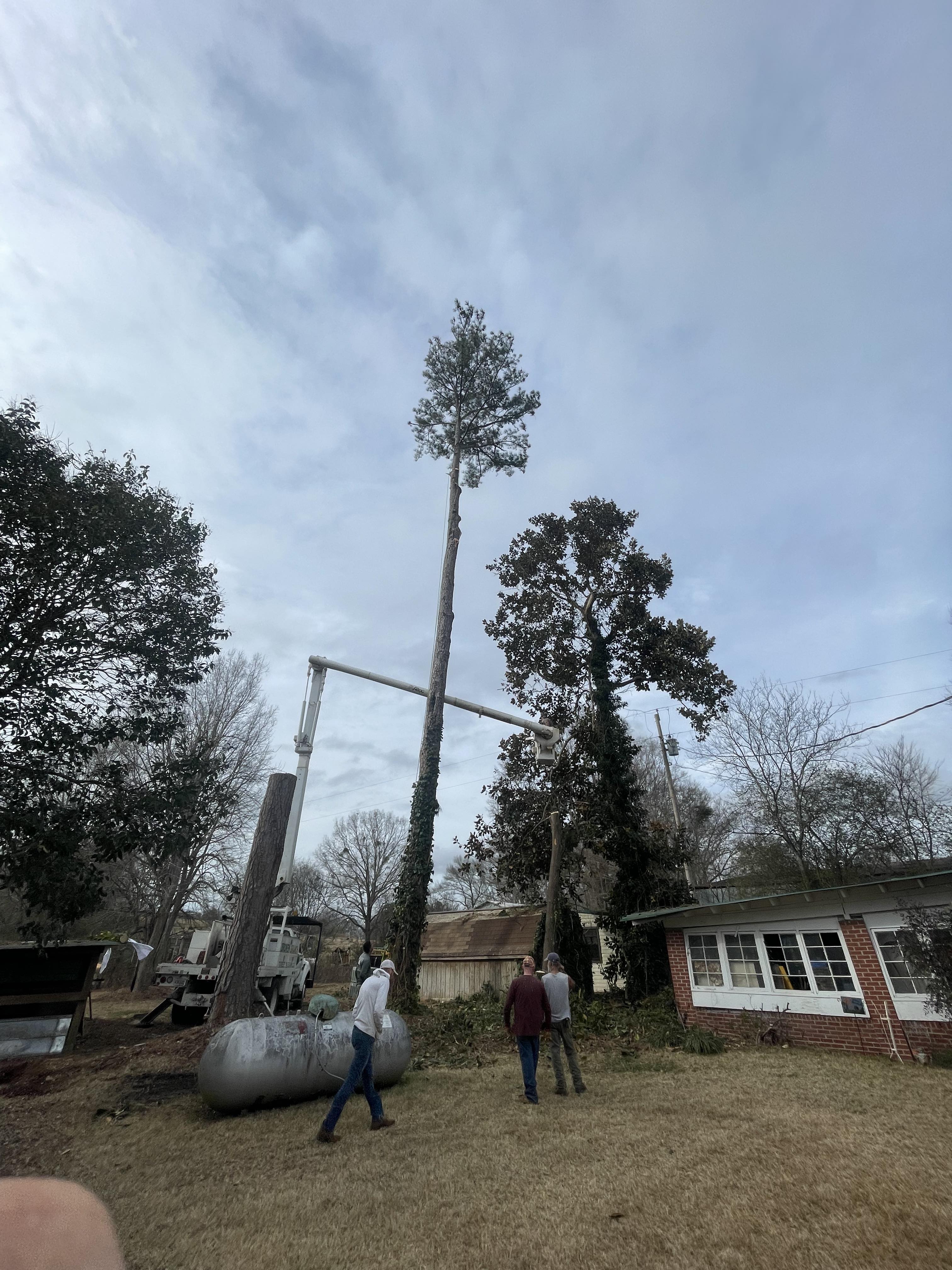Broken Branch Tree Service LLC Image