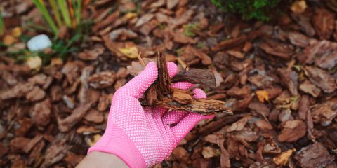 Why You Need Mulch in the Fall