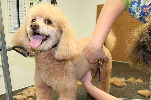 Images Home Away Pet Spa