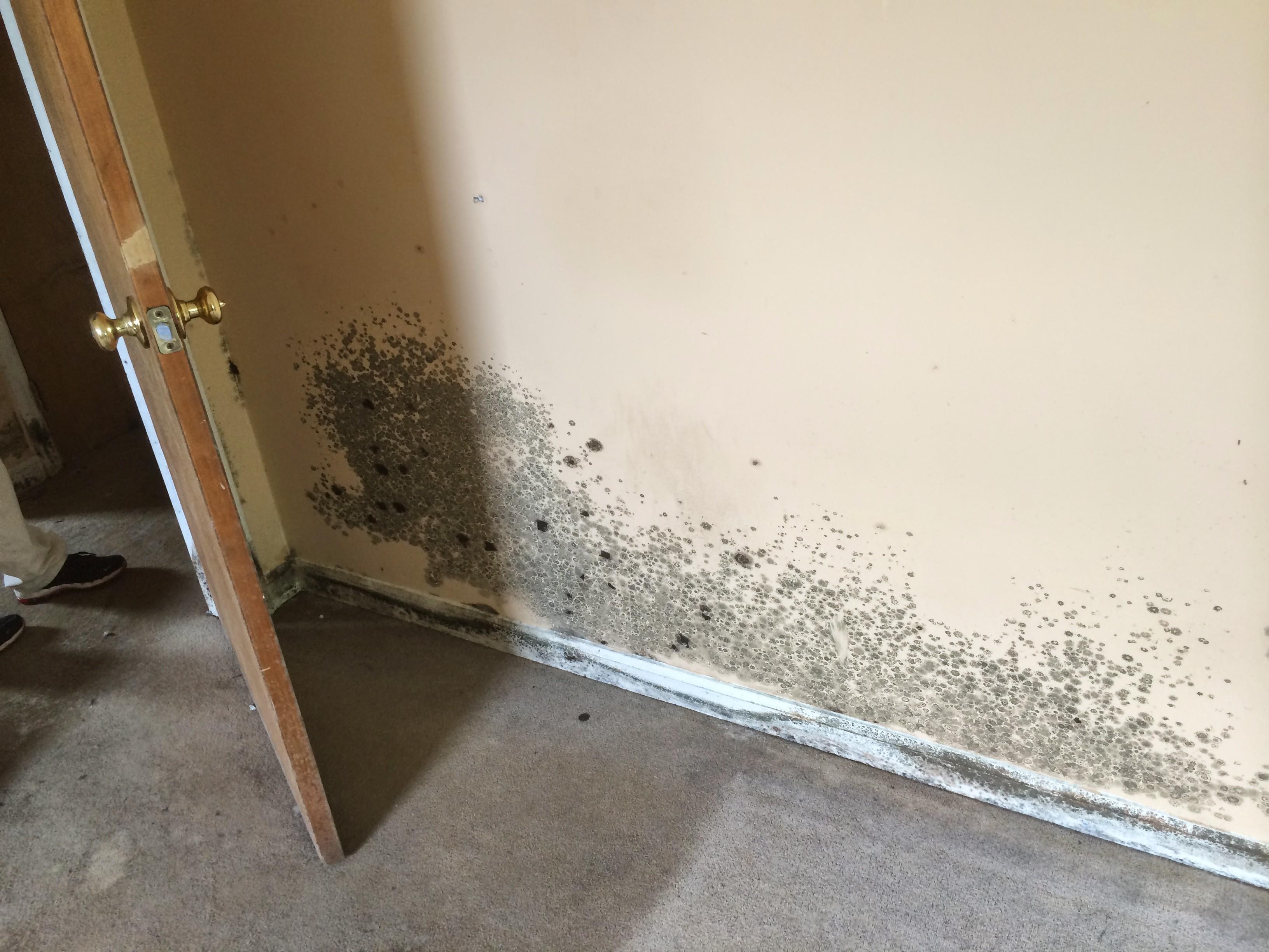 Mold is not only unsightly to look at it is hazardous to your health. Let our experts come in and safely remove mold. Don't put your health at risk trying to clean it up yourself!