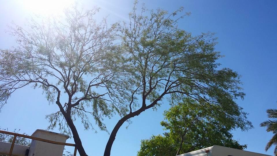 Pendleton Tree Service Yuma, AZ Business Profile