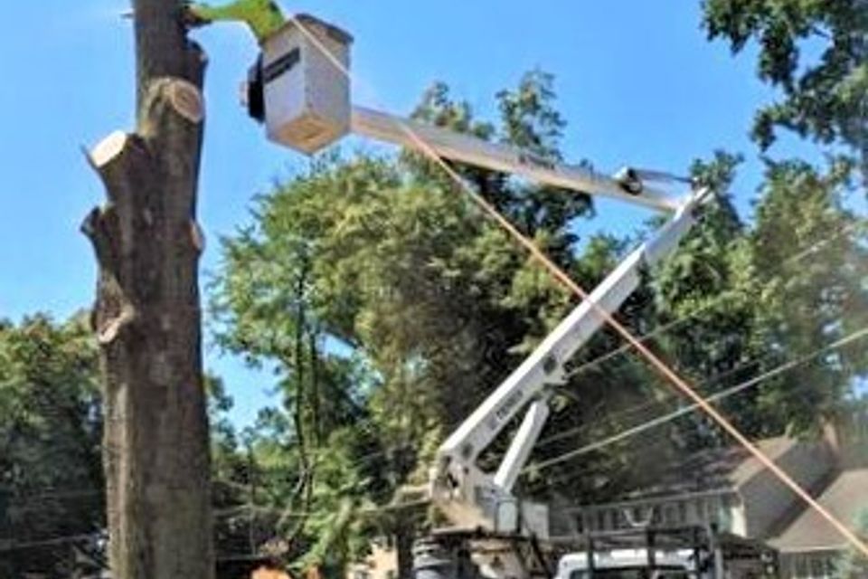 Tree & Land Masters LLC Image