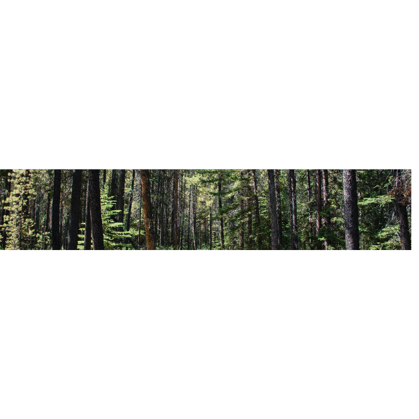 Shane's Tree Service