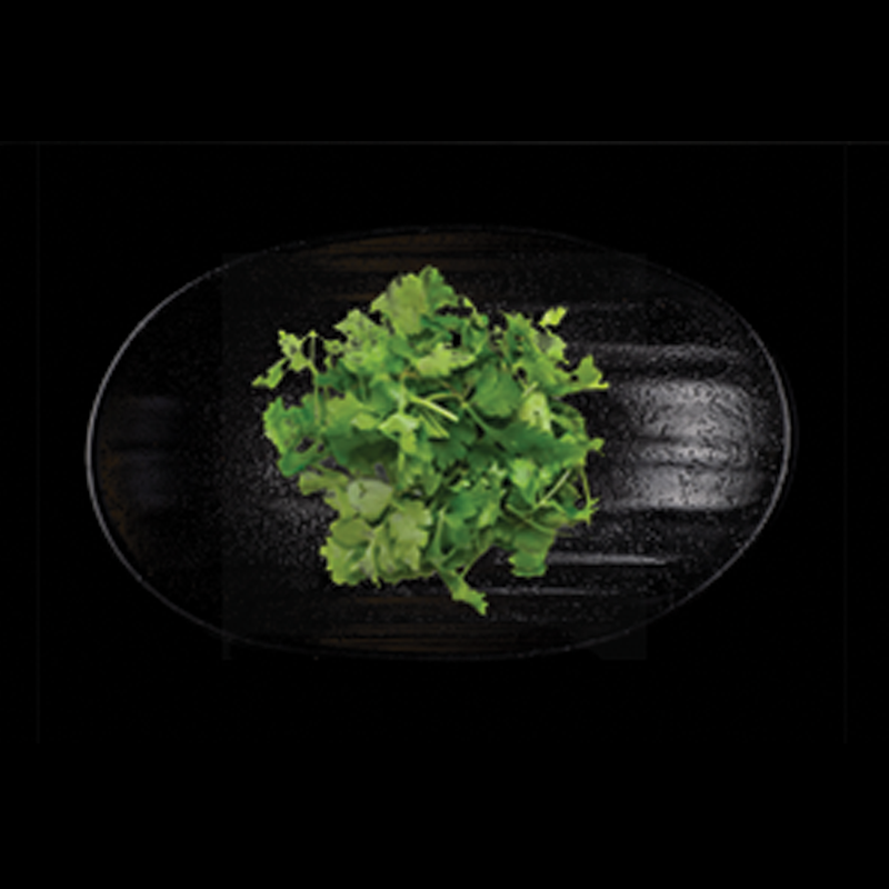 Click to expand image of Cilantro