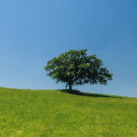 Ollie Haven Tree &amp; Landscape Co Logo