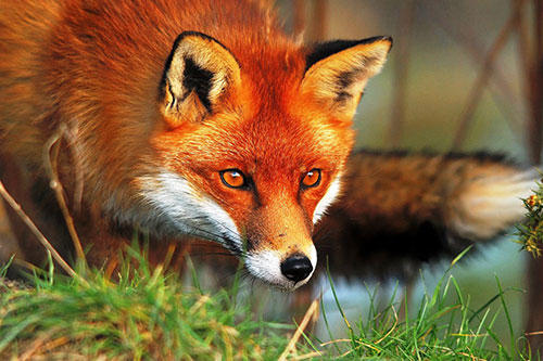 Central Pest Control, Pest Control, Dublin