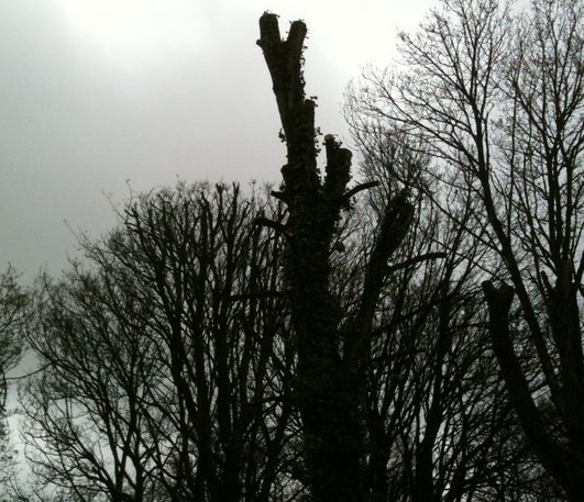 Specialised Tree Care, Tree Surgeons, Clare