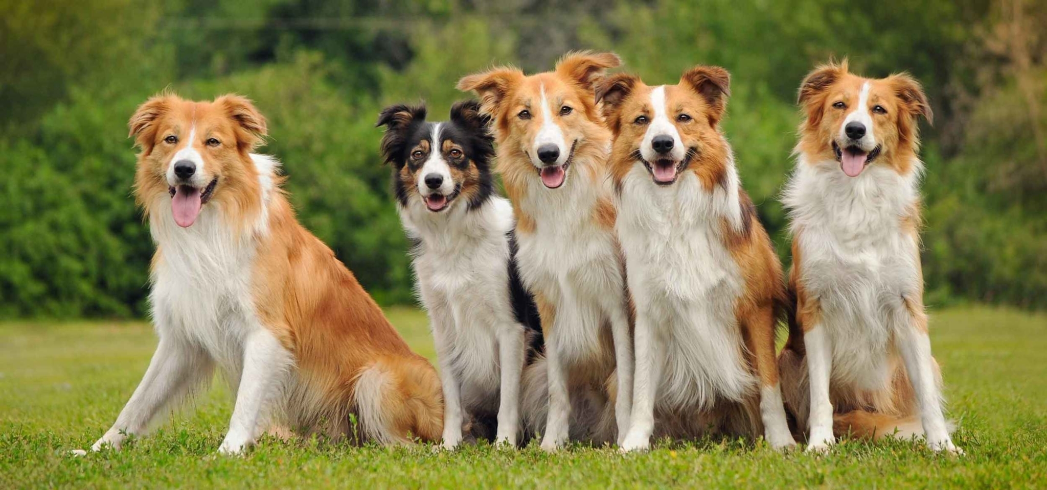 Images Loch Lomond Veterinary Hospital