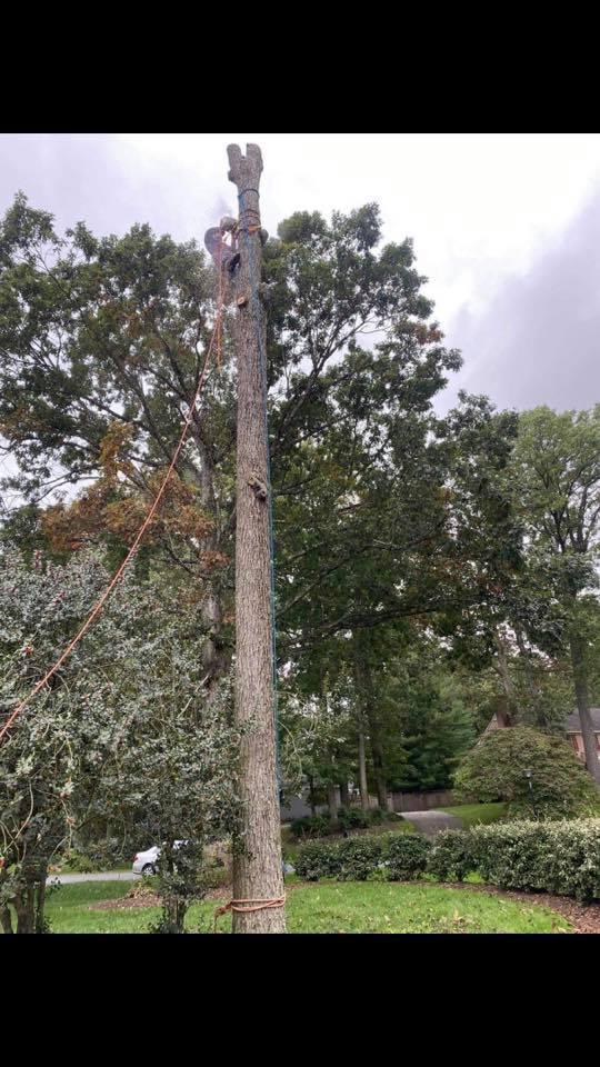 Z&M Tree Service TN Image