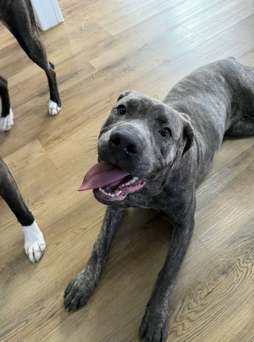 Marcie's Pet Spa Image