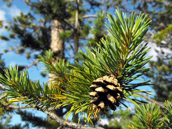 Images Suomen metsäkeskus, Läntinen palvelualue Vimpeli