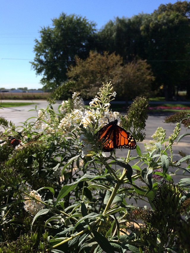 Hartman's Towne & Country Greenhouse Photo