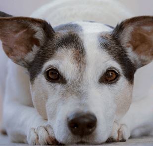 Acadiana  Veterinary Clinic Photo