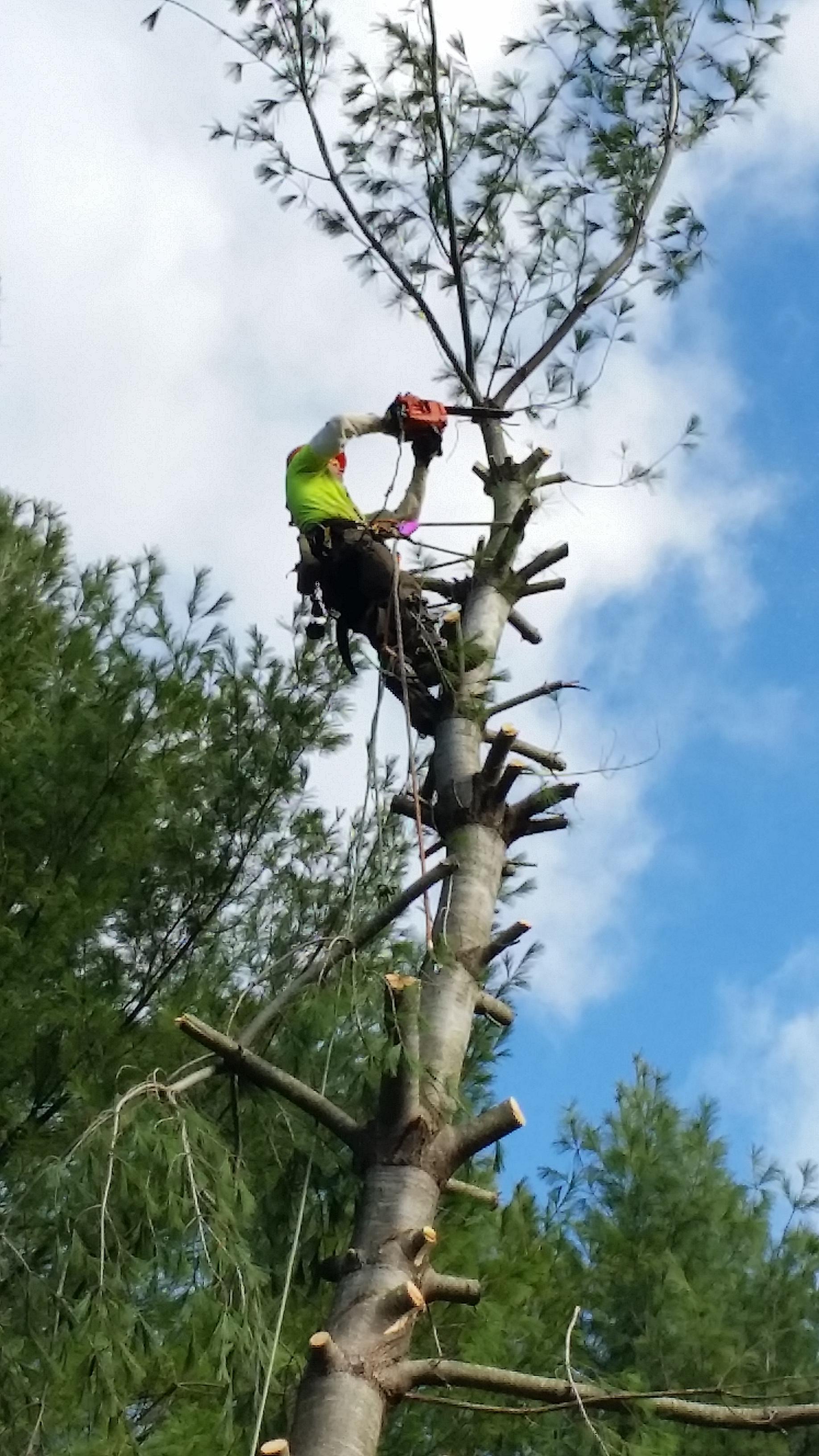 Taking top out of white pine