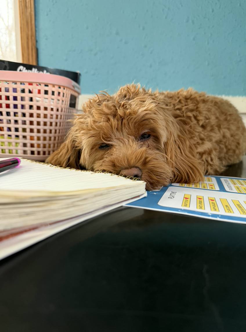 Marcie's Pet Spa Image