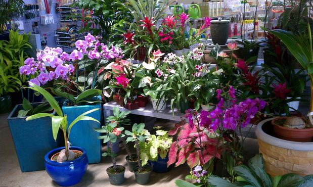 Images Deep Roots Garden Center & Florist