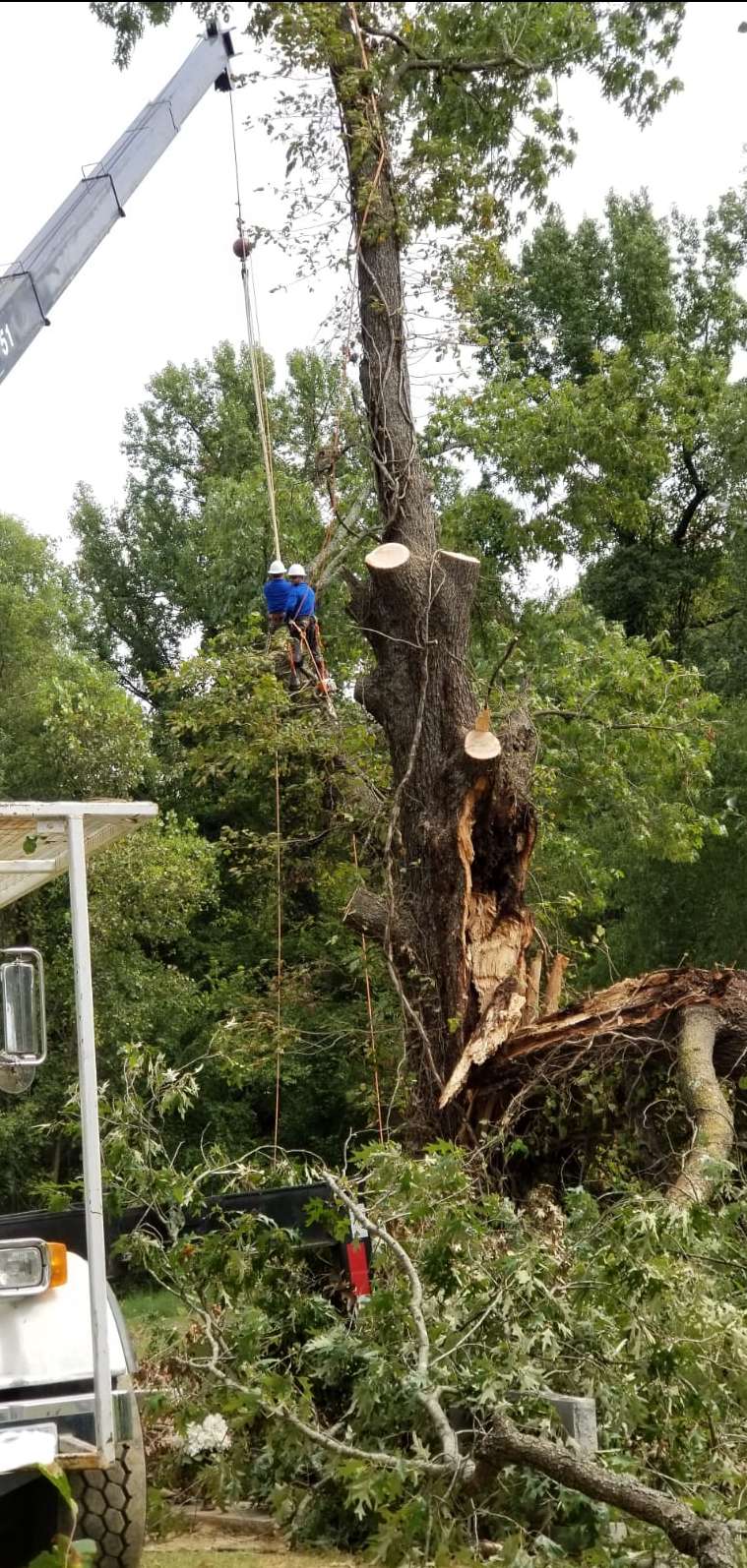 T&J Tree Experts LLC Photo