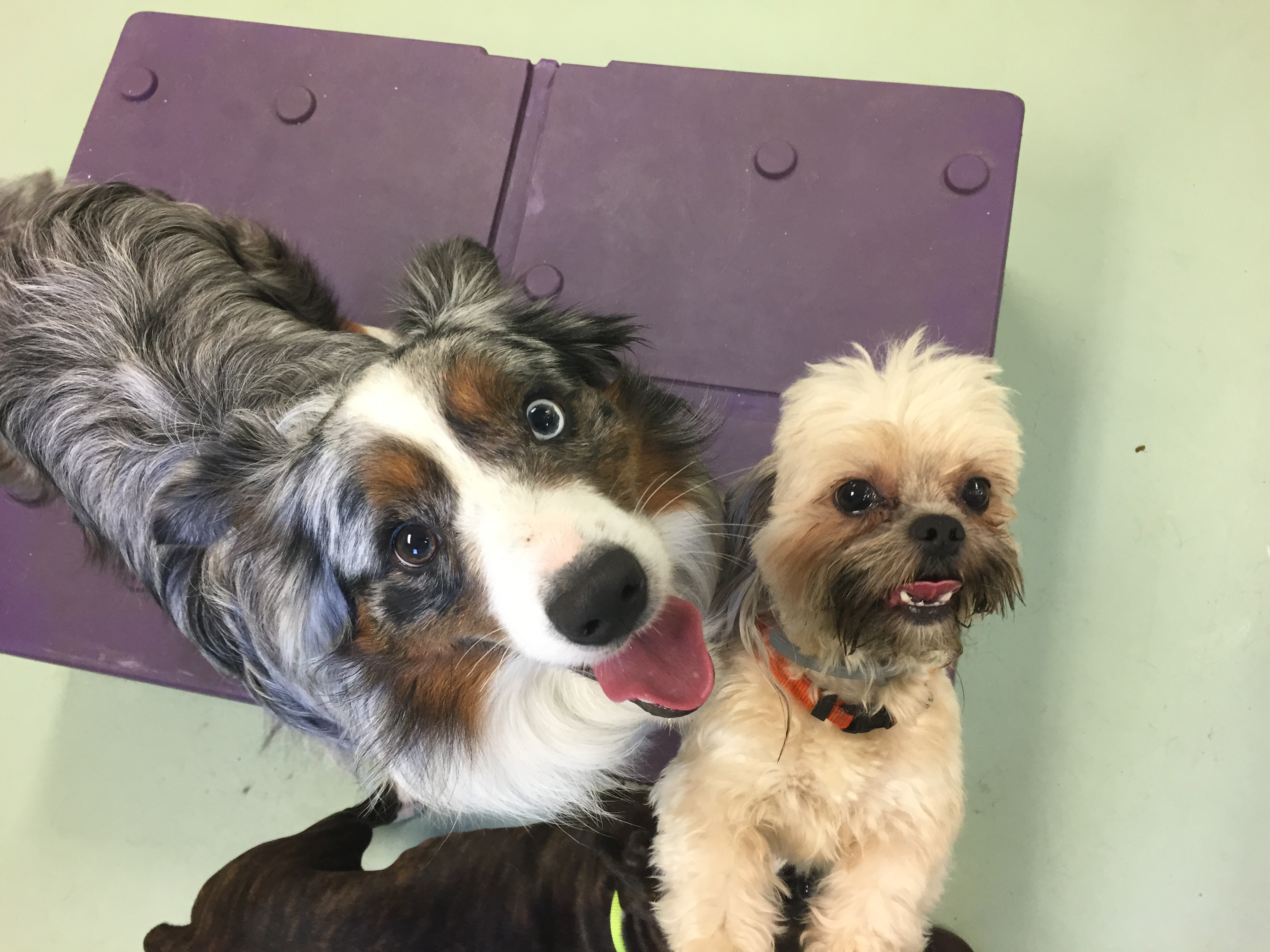 Jagger's Doggie Daycare, Dog Grooming, Training & Boarding Photo