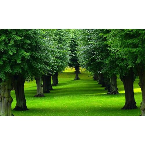 Emery's Tree Service