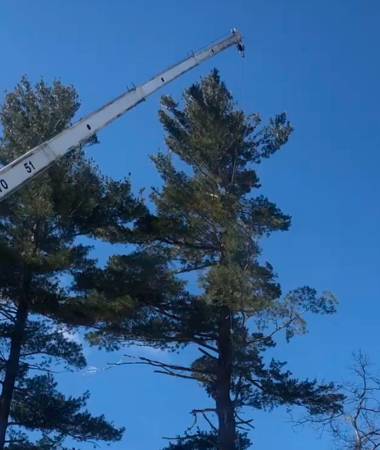 LT Tree Service Logo