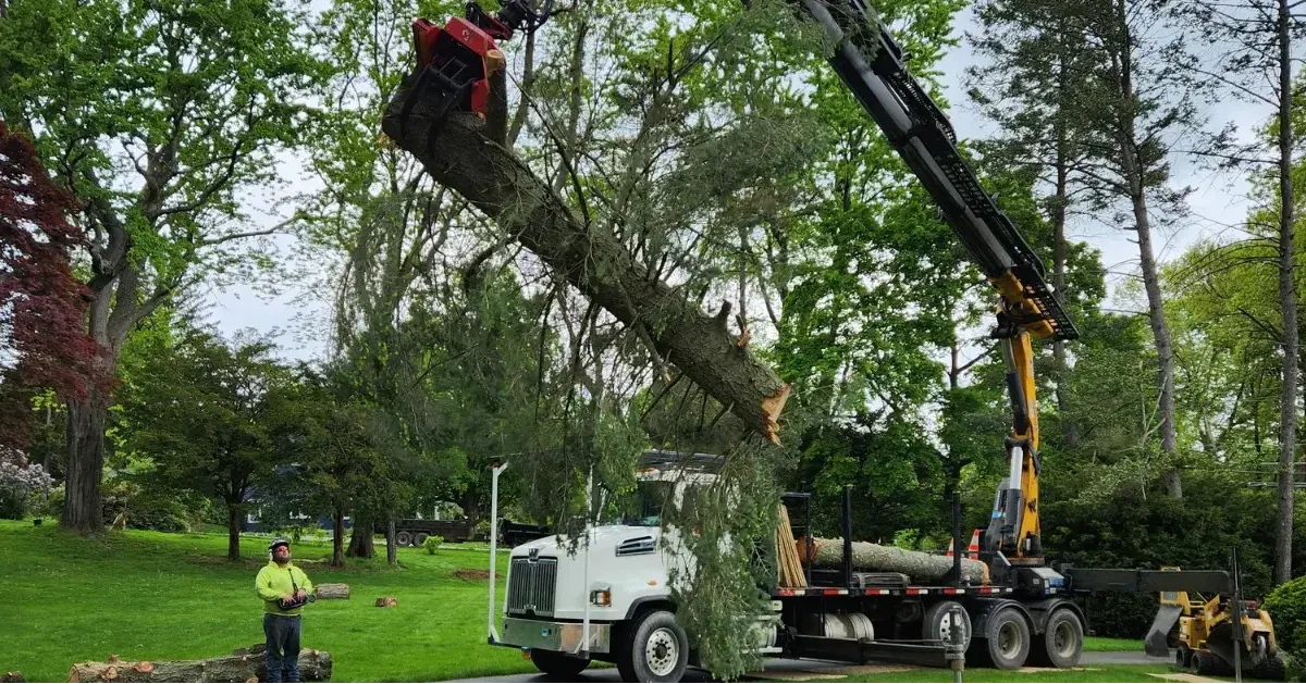 Tree and Stump Removal Service Image