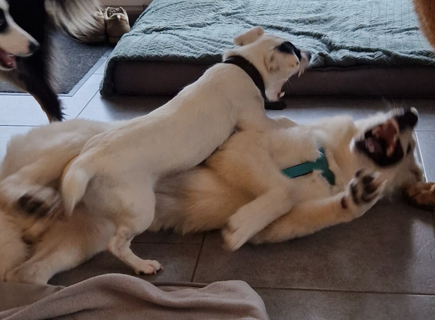 Miniature de la galerie