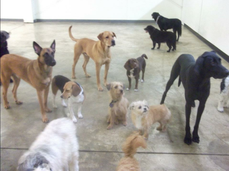 The Canine Center Photo