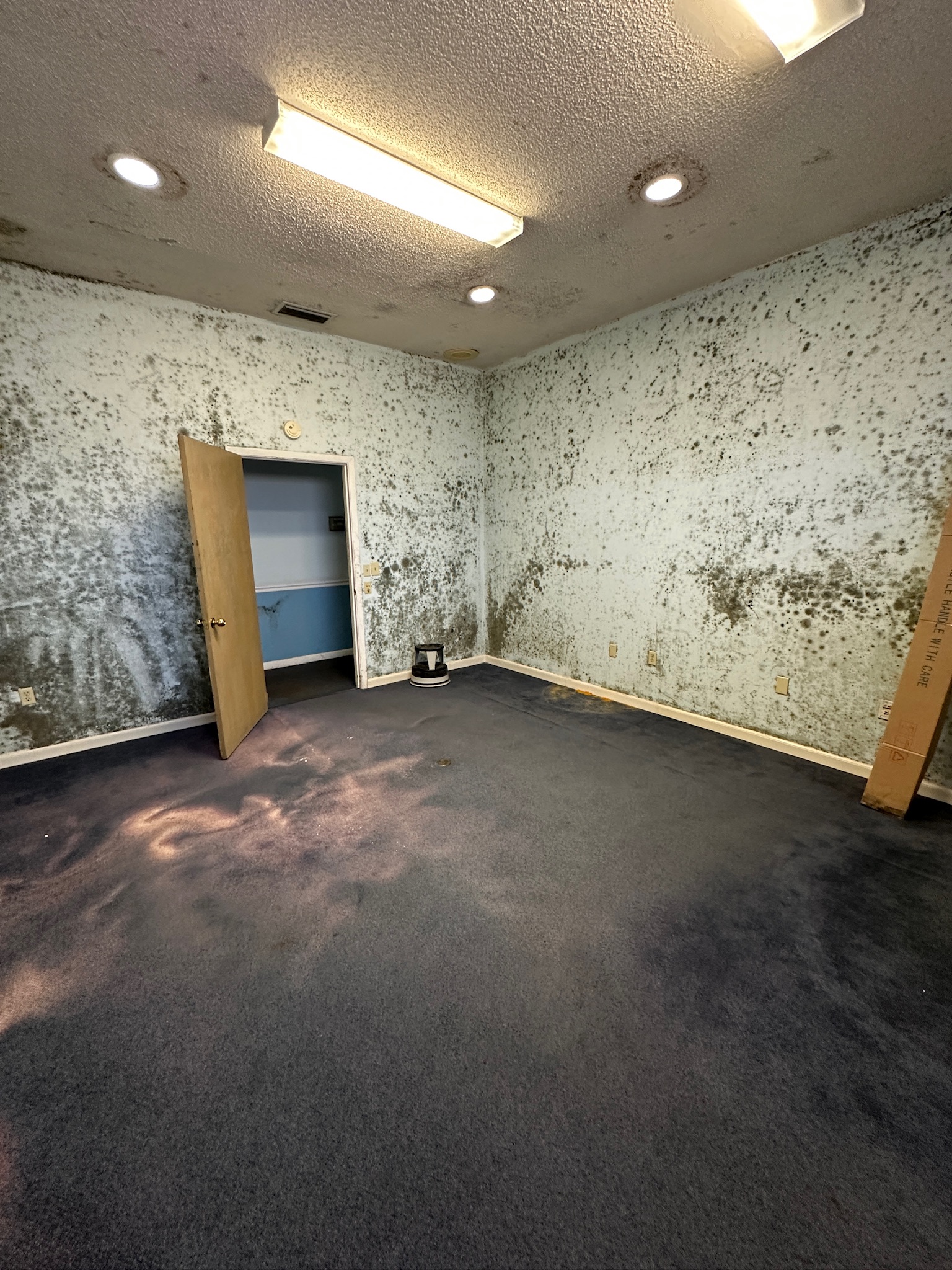 Mold Remediation
