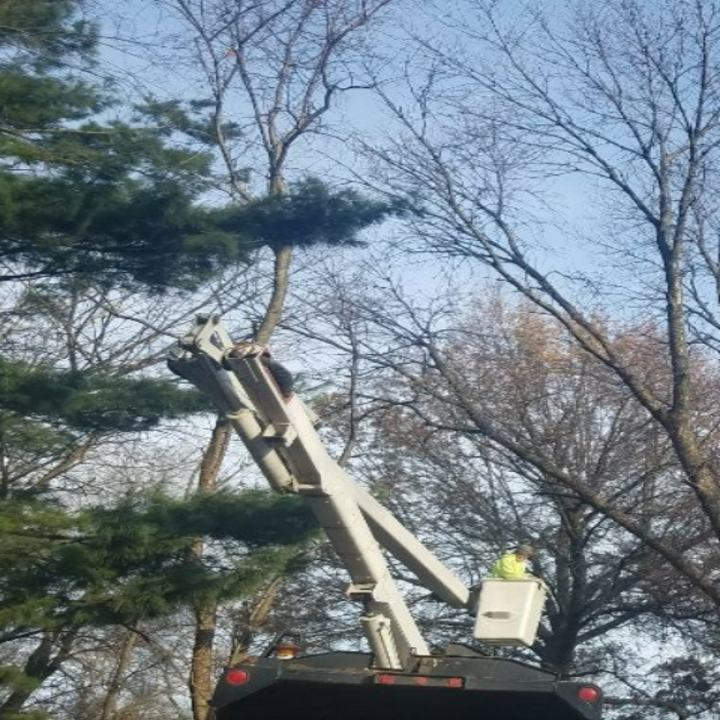Langford Tree Service Image