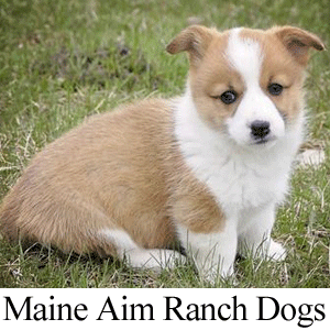 Maine Aim Ranch Logo