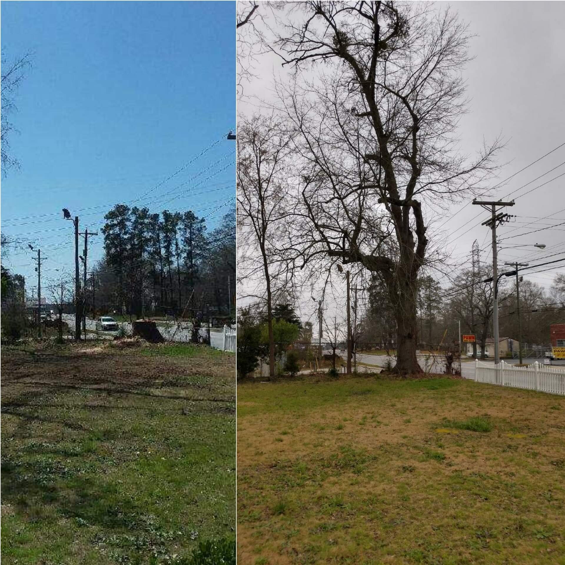 ALPHA TREE CARE LLC Image