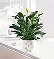 The FTD® Comfort Planter