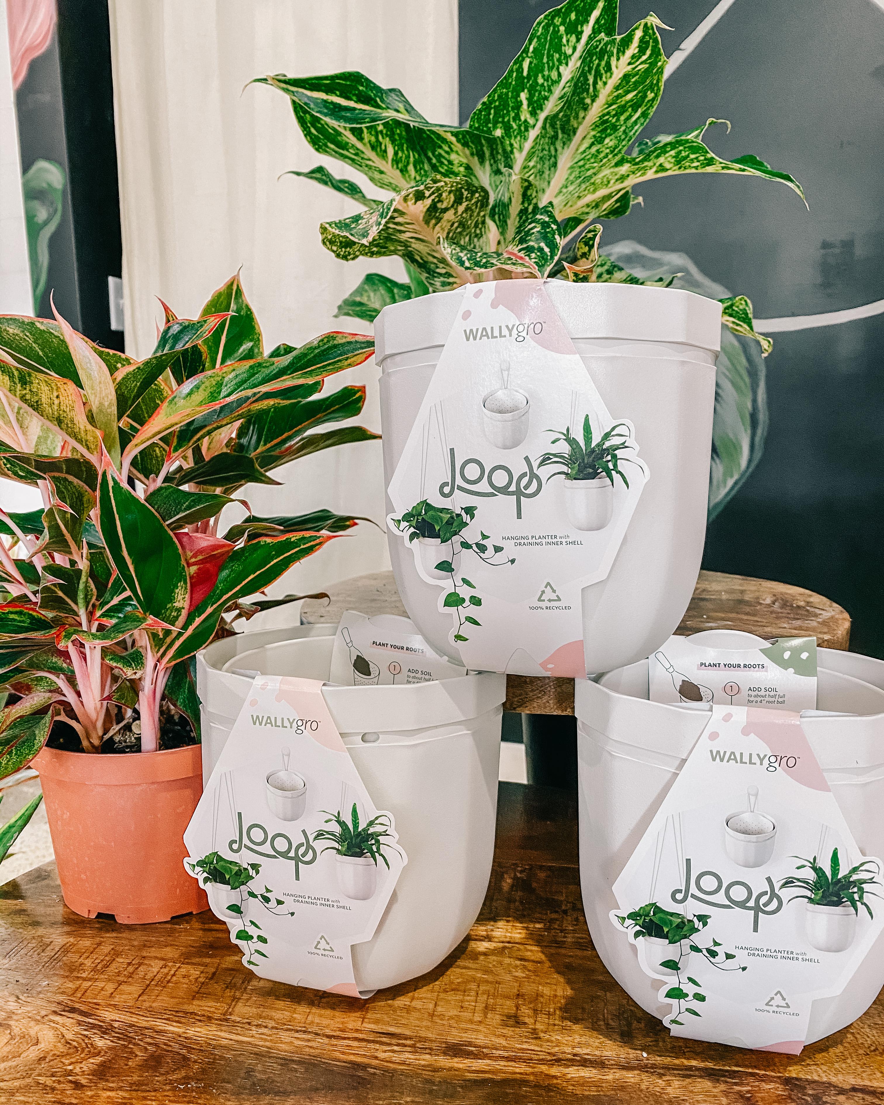 Jungle Room by BWH Plant Co Image