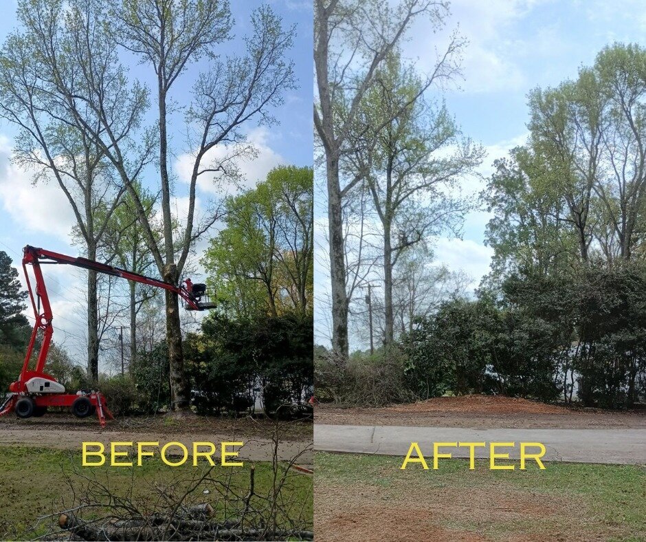 ALPHA TREE CARE LLC Image