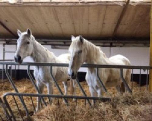 SRPA Veeweyde - Refuge du Marais pour chevaux en détresse