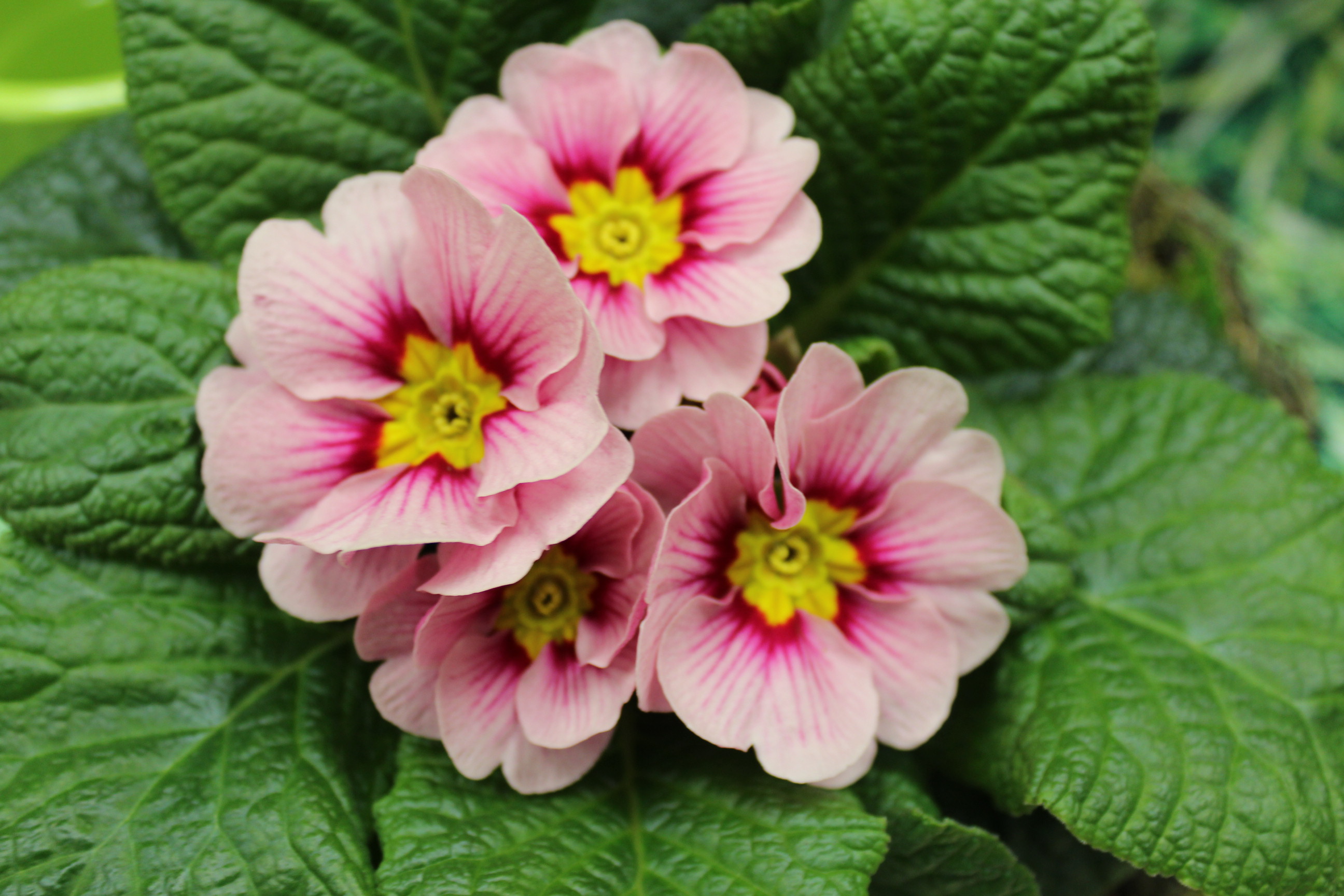 Bild der Blumen Tümmers - Fleurop Service