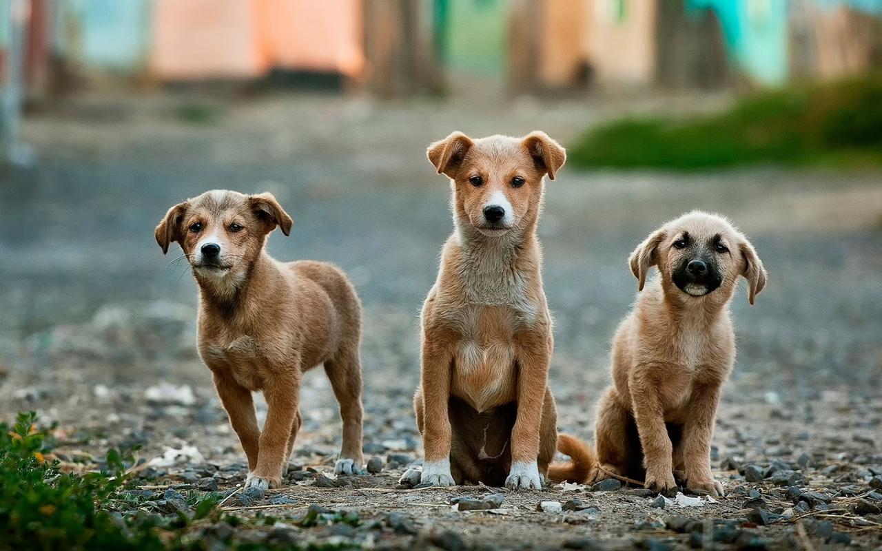 Dog Daycare
