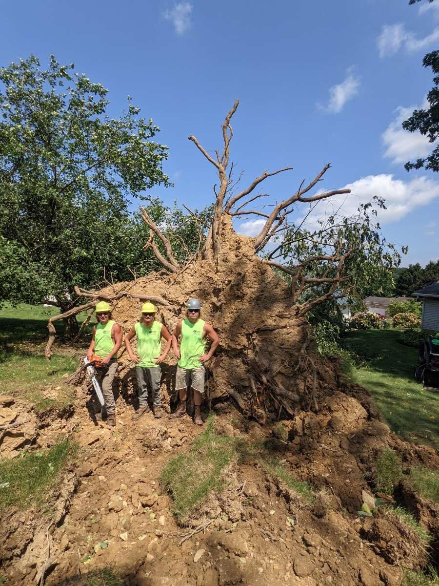 Specialty Tree & Bucket Service Image